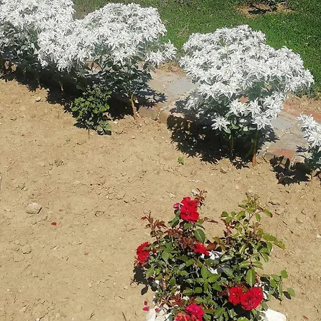 Lägenhet Oaza Mira-visoko